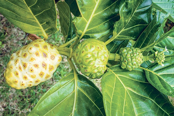 complements alimentaires a base de noni