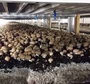 Champignons aux vertus incommensurables